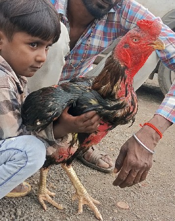 અસીલ મુરગો દેવાની છે
