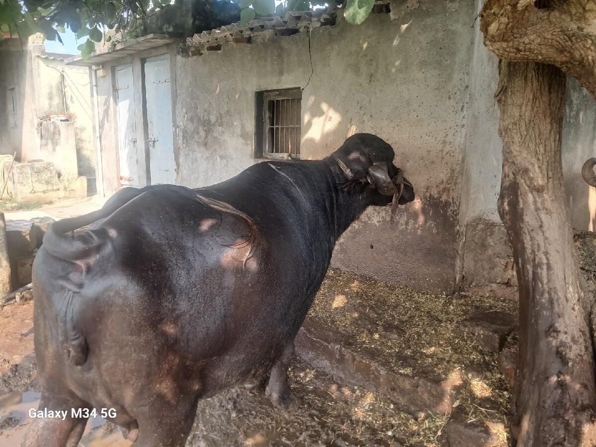 ભેંસ વેચવાની છે.