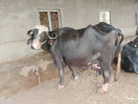 bhes vechvani chhe