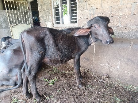 પાડી વેચવા ની છે