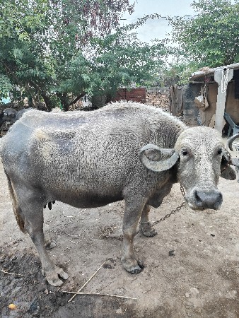 ભેંસ વેચવાની છે