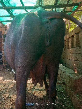 ભેંસ વેચવાની છે