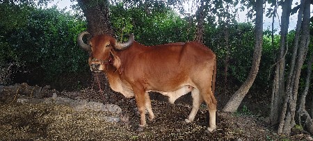 બળદ આપી દેવાના છે