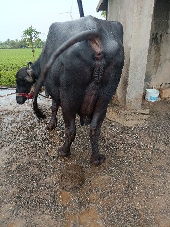 ભેંસ વેચવાની છે