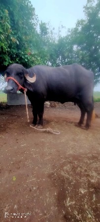 15 દિવસ ની કાચી છે