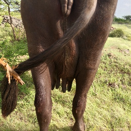 ભેંસ વેચવાની છે ત