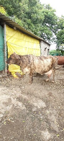 વેચવાની છે