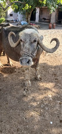 ભેંસ વેચવાની છે