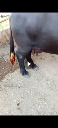 ભેંસ વેચવાની છે