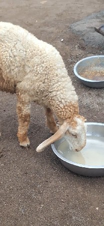 દેવાના છે બેર