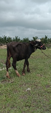 પાડો વેચવાનો છે