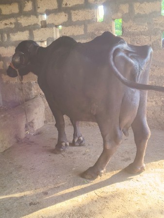 ભેંસ વેચવાની છે