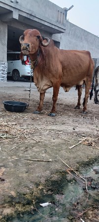 ગાય વેચવાની છે