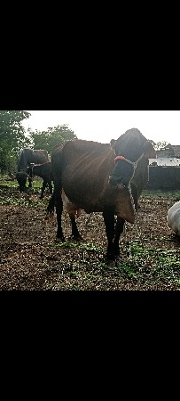 ગાય