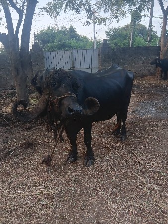 ભેંસ વેચવાની છે