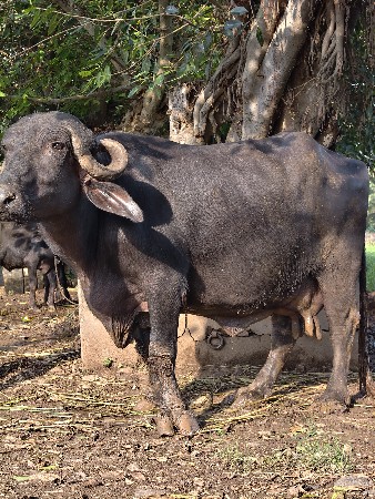 ભેસ વેશવાની છે