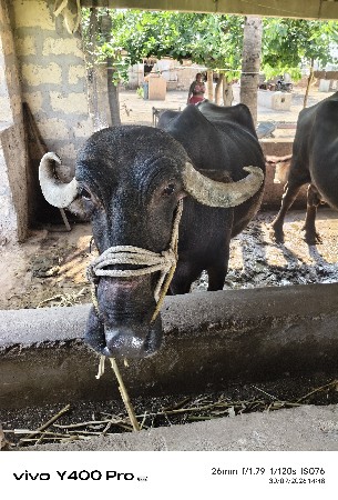 ભેંસ વેચવાની છે