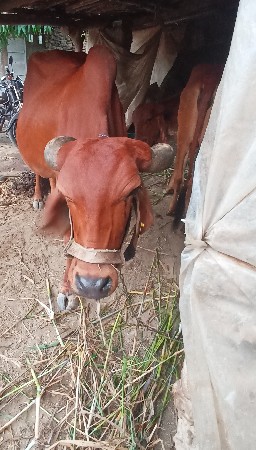 ગીર ગાય વેચવાની છે