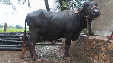 ભેંસ વેચવાની છે