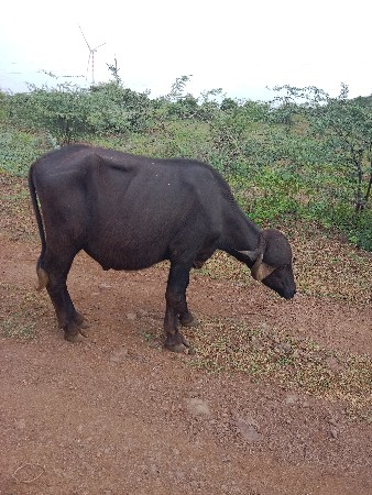પાડો વેચવાનો છે