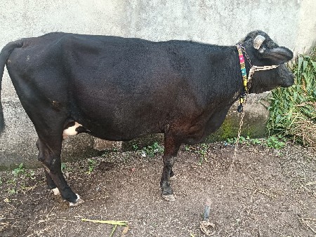 ગાય વેસવાની સે બીજા વેતર