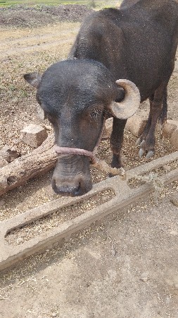 વેચવાની છે