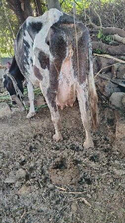 vechvani