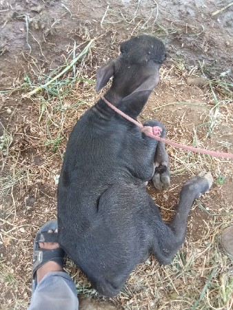 ભેંસ વેચવાની છે