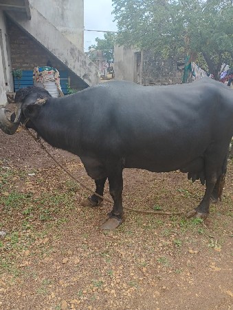 ભેંસ