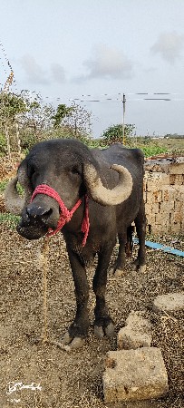 ખાળેલુ વેચવા નું છે