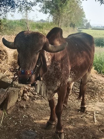 ગોઢલા દેવાના છે ફી મા