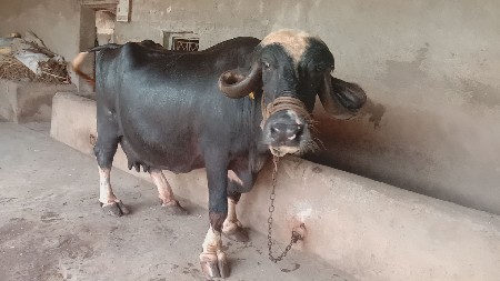 ભેંસ લેવાની છે