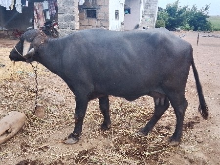ભેંસ વેચવાની છે