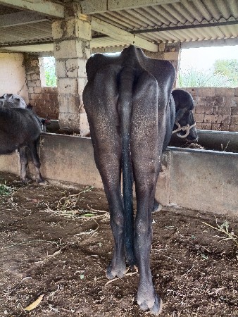 ખડેલી વેચવાની છે