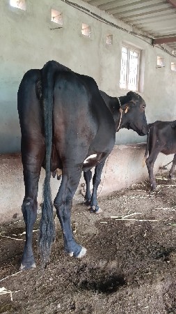 ગીર ક્રોસ ગાય અને ઓળખી વેચવાની છે