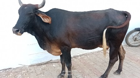 કાળી ગાય વેચવાની છે