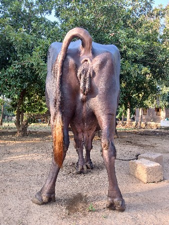 ભેંસ વેચવાની છે