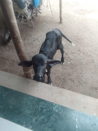 પેલા વેતરની છે