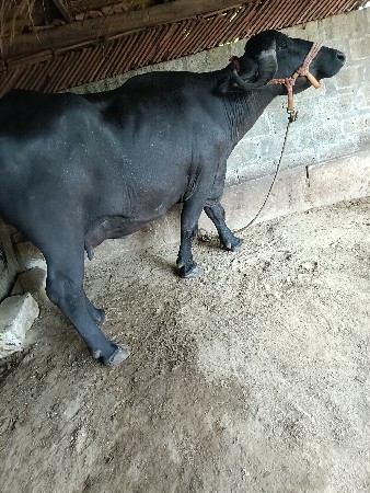 ભેંસ વેચવાની છે