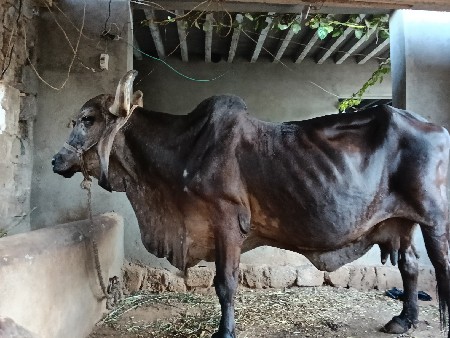 ગીર ગાય વેચવાની છે
