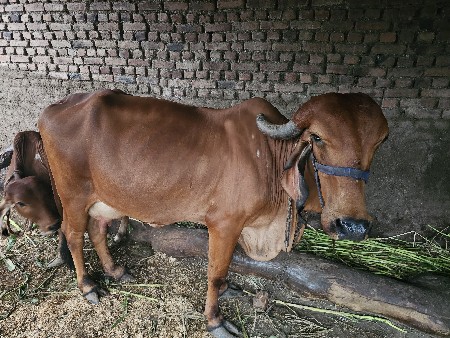 ગાય‌ વેચવાની છે