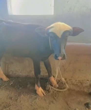 બે પાડા વેચવાના છે