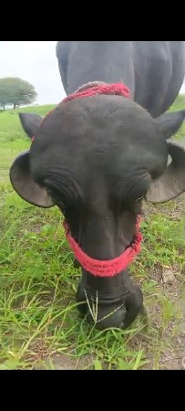 ભેસ વેચવા ની છે