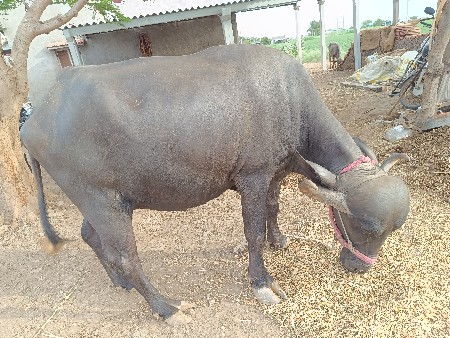 પેલવેતરી ભેંશ શાનજ સવાર છે