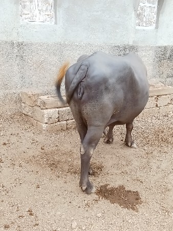 વેચવાની છે.