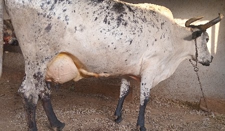 🐄 આ જર્સી ગાય વેચવાની છે