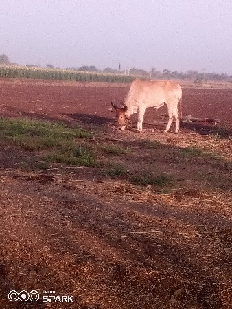 વેચવાનુછે