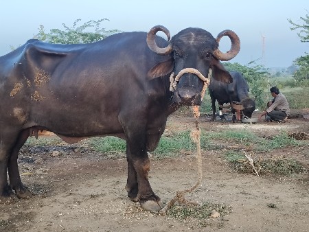 ભેંસ વેચવાની છે
