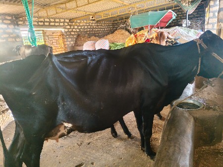 આ ગાય વેચવાની છે