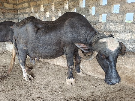 3 જુ વેતર